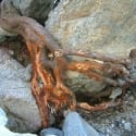 Flood Water Scrubbed Alder Roots