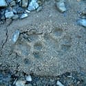 dscf0024a-cougar